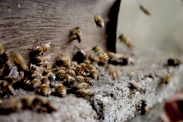 propolis crijevni mikrobiom